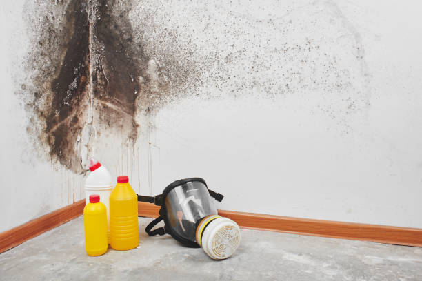 Best Mold Removal Company Near Me  in Houston, TX