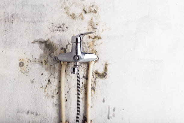 Trusted Houston, TX Mold Removal Experts