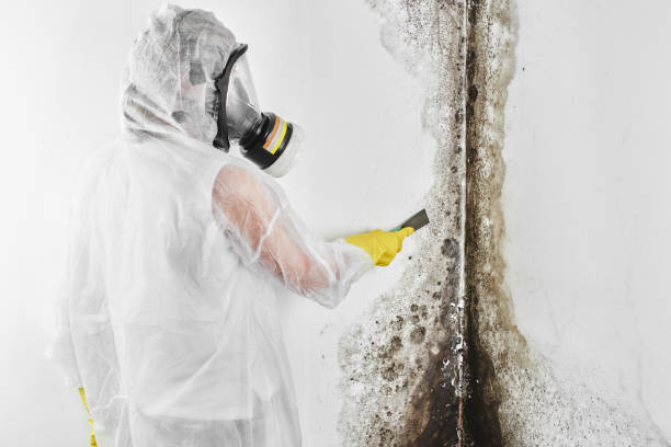 Best Home Mold Removal  in Houston, TX