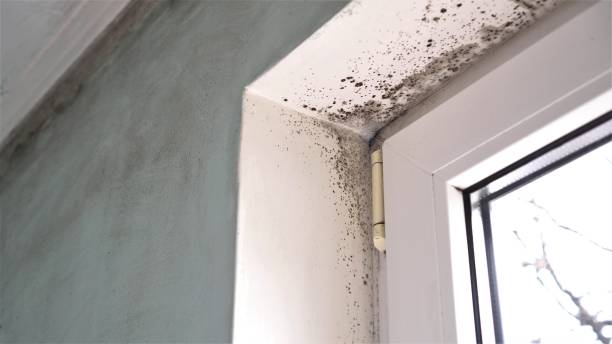 Certified Mold Removal in Houston, TX