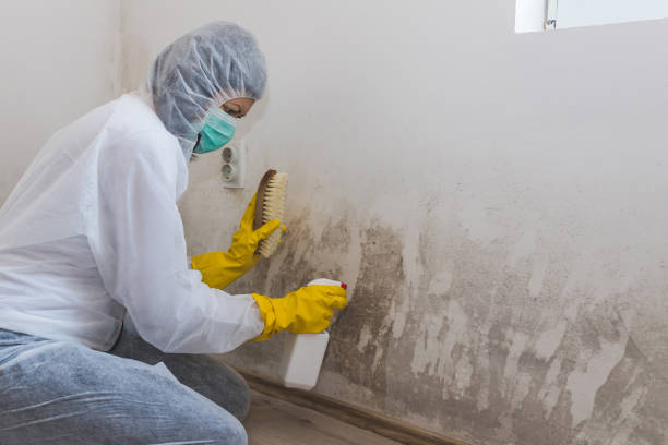 Best Black Mold Removal  in Houston, TX