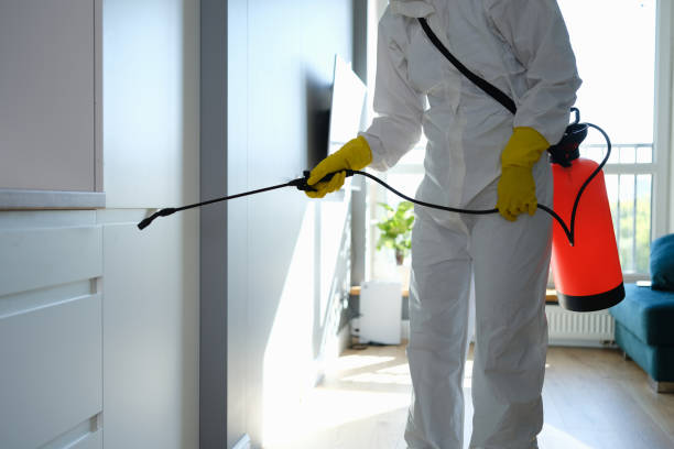 Best Black Mold Removal  in Houston, TX