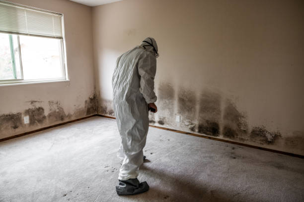 Best Attic Mold Removal  in Houston, TX