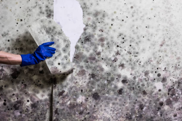 Best Fast Mold Removal  in Houston, TX