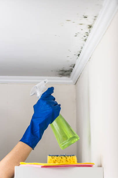 Best Emergency Mold Removal  in Houston, TX