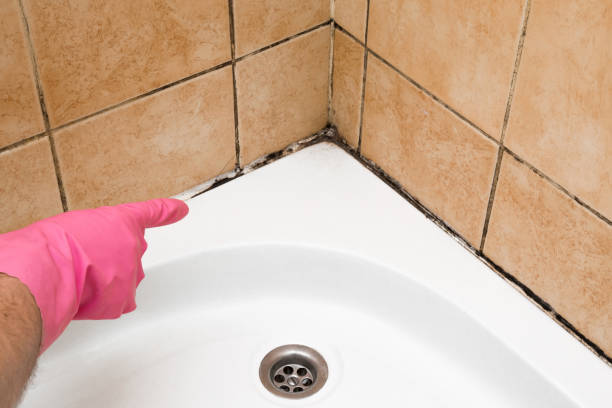  Houston, TX Mold Removal Pros